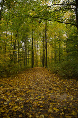 Obraz premium autumn path in the green forest