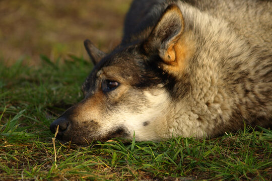 A dog (Laika) wolf color sleeps on the grass in the camping