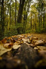 
yellow autumn leaves lying on a park bench