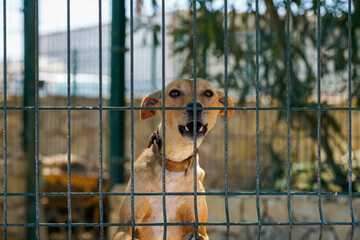 Dogs in kennel photographed in Portugal on a hot summer day with lots of sun