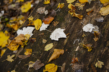 
yellow autumn leaf on the tree