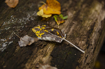 
yellow autumn leaf on the tree