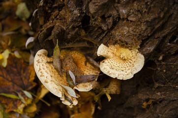 
strange yellow mushrooms growing on a tree