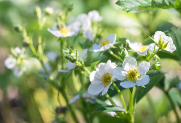 Fototapeta premium bright luxuriantly blooming strawberries in the garden on the bed-spring background, seeds, varieties, variety
