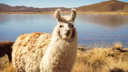 Fototapeta premium Portret of an Alpaca