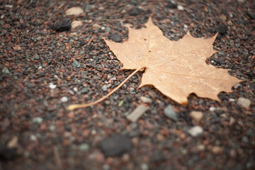Autumn maple leaf laying on gravel outdoors