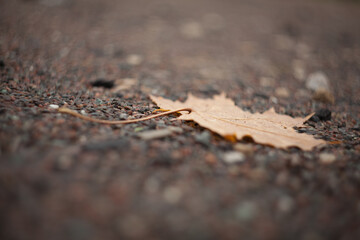 Autumn leaf laying flat on narrow gravel plane