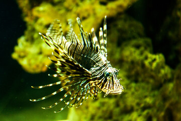 Close up of lion fish in large and clear aquarium with coral reef in background