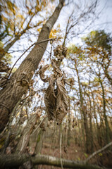 
close-up of hanging dry leaves on a tree