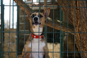 Dogs in kennel photographed in Portugal on a hot summer day with lots of sun