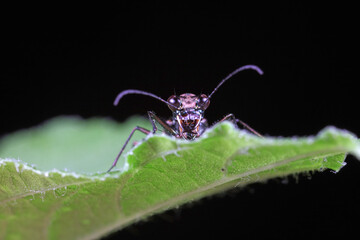 Spotted tiger beetles inhabit wild plants in North China