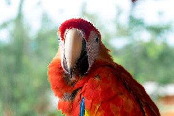 Portrait of Parrot 