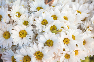Fototapeta premium Bouquet of white autumn chrysanthemum. Autumn white Chrysanthemum. Beautiful dandelion background. Cluster of white chrysanthemum flowers. Top view. Perfect for design, cards, print.