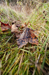 
autumn brown leaf on the grass