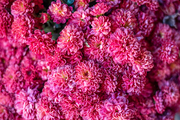 Violet or purple chrysanthemum flowers. Floral pattern, background. Greeting card, blossom nature. Flower wallpaper. Autumn season. Chrysanthemum pattern in flowers park.