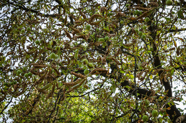 
chestnuts growing on a tree in a park in autumn