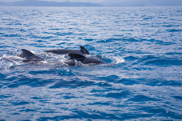 Fototapeta premium three pilot whales swimming in blue water of Atlantic Ocean