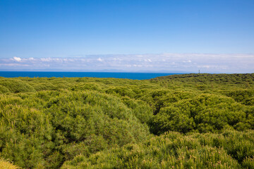 Fototapeta na wymiar top of pine forest with lookout tower in Cadiz and Africa in the horizon