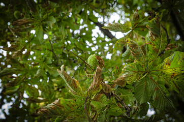 
chestnuts growing on a tree in a park in autumn