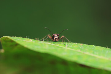 Spotted tiger beetles inhabit wild plants in North China
