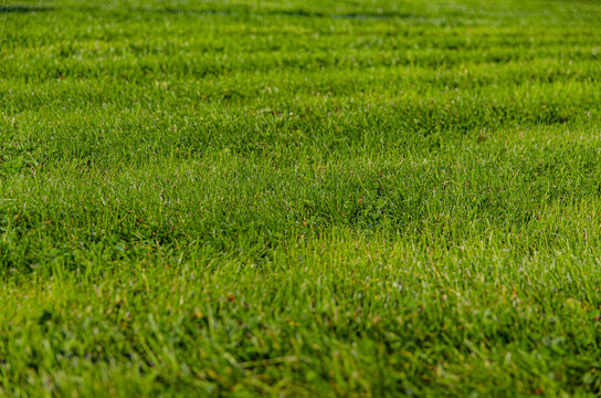 
beautiful green trimmed grass in the park