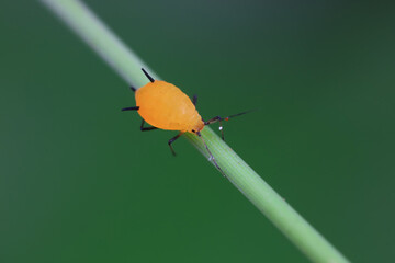 Aphids crawl on green plants