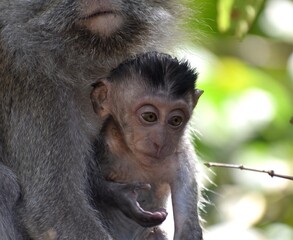 Cute baby macaque monkey with its mother in the jungle