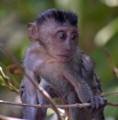 Cute baby macaque monkey playing in a tree