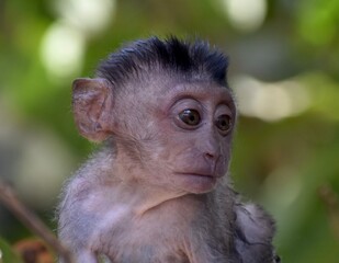 Close up of a cute baby macaque monkey