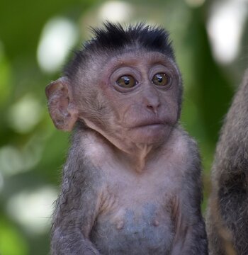 Beautiful Baby Macaque Monkey Pulling A Face