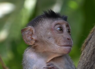 Close up of a beautiful baby macaque monkey