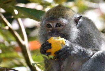 Macaque monkey enjoying an orange in the jungle