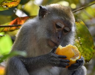 Macaque monkey about to eat an orange