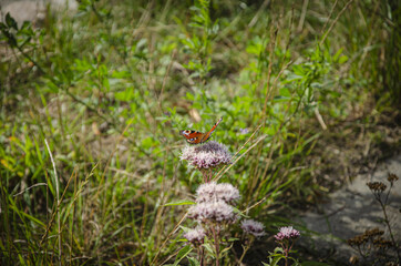 
red butterfly on a purple flower