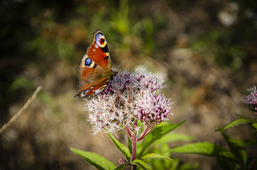 
red butterfly on a purple flower