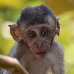 Close up of a beautiful baby macaque monkey looking directly at the camera