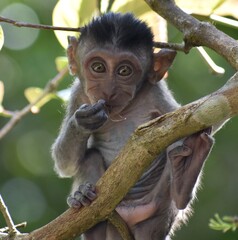 Beautiful baby macaque monkey resting in a tree looking at the camera