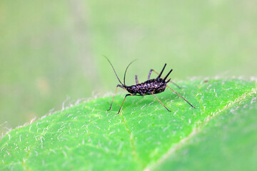 Aphids crawl on green plants