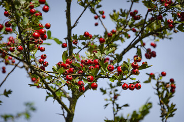 
red rowan on the tree in the park