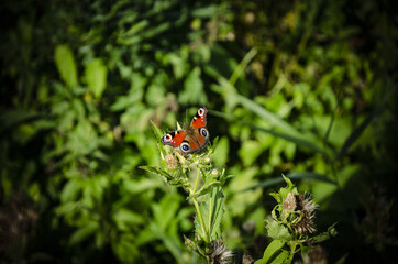 little red butterfly in the field meadow