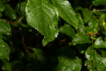 Green leaves with a dark background. Picture from Scania county, southern Sweden