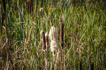 
typha growing by the river in the forest