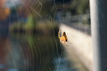 Little spider on its web in front of the lake