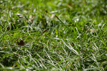 
macro green grass in the autumn forest