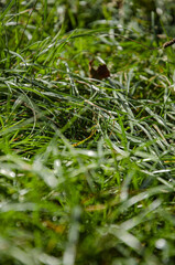 
macro green grass in the autumn forest