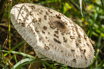 macro kite growing in the grass in the forest