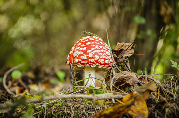 macro toadstool growing in the forest