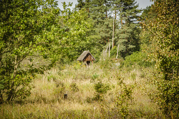 Obraz na płótnie Canvas abandoned hut in the middle of the forest