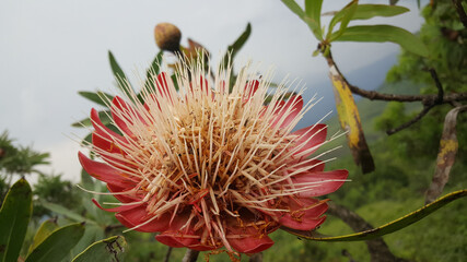 Big flower at Natal Drakensberg National Park