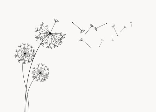 Abstract background of a dandelion for design. The wind blows the seeds of a dandelion.  Vector illustration
